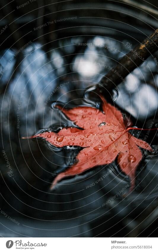 leaf in water barrel Leaf Water Drops of water reflection Autumn Autumnal colours Rain raindrops Raindrops on leaves Wet Reflection Close-up