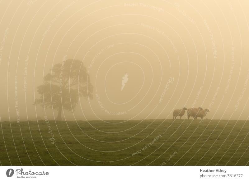 Sheep in a foggy field with tree ewes flock countryside weather mist rural nature meadow grass green pasture livestock animal mammal wool farming farmland