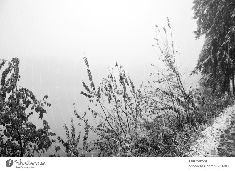 Frosty path along the lakeshore Lake Water Mummelsee Lake Fog Winter Cold chill bank Lakeside off Snow Shrubs branches foliage trees Nature Deserted