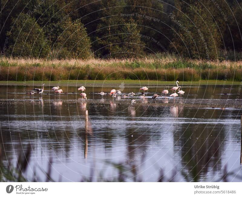 Flamingos in the Zwillbrocker Venn Lake reflection Germany Wildlife Nature Water Reflection Landscape Exterior shot Calm Lakeside Idyll Surface of water