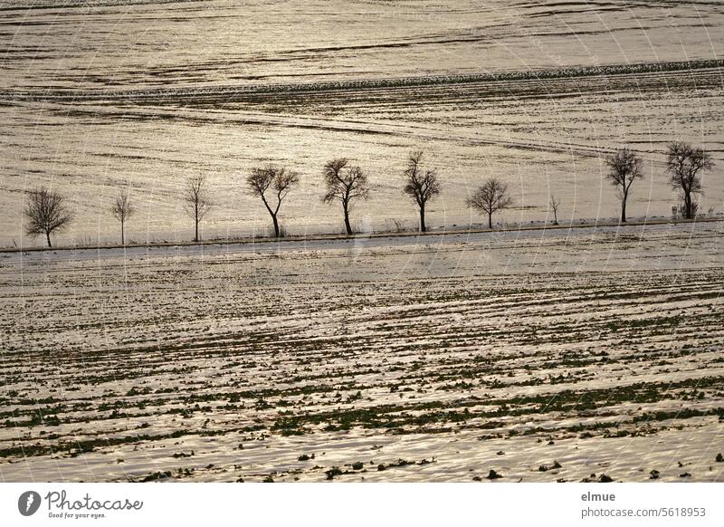 Merry Christmas ! / View over slightly snow-covered fields with a road lined with deciduous trees in the evening backlight Winter Snow Street Back-light Stripe