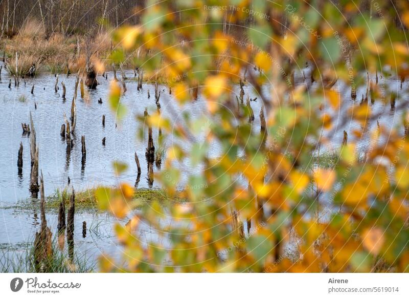 Autumn time | dulled Birch leaves Bog Tree stump Orange Pond Transience Light blue Water blurriness Beautiful weather Autumnal Autumn leaves water level Leaf