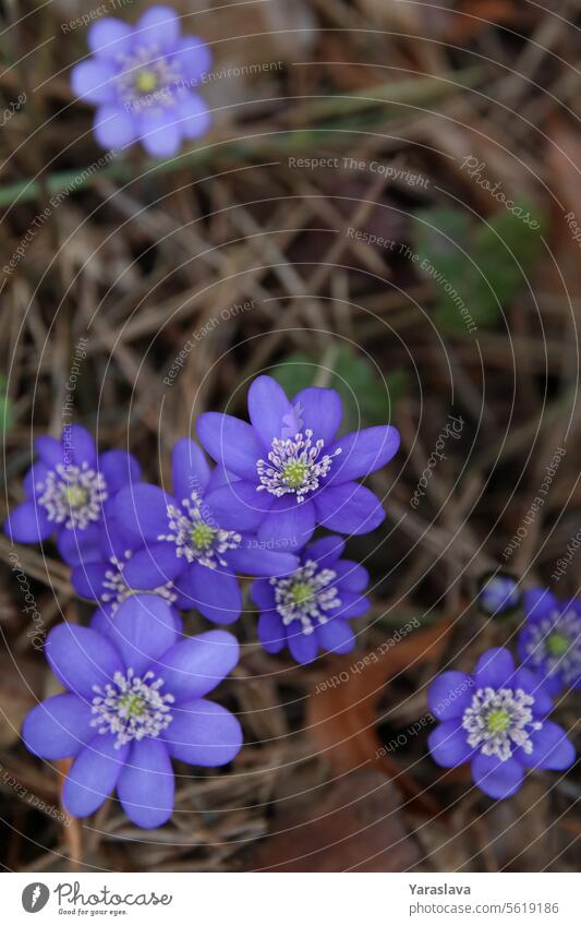 photography, first spring flowers, wild forest, anemone hepatica, flower, spring, nature, background, closeup, empty space, plant, springtime flora blossom