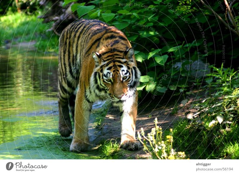 A tiger goes around Tiger Zoo Water