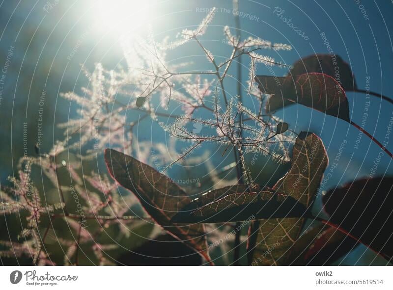 Delicate plant wig bush Close-up Plant Environment Botany Exotic Exceptional naturally detailed view Growth Idyll Bushes Nature Exterior shot Sunlight Calm