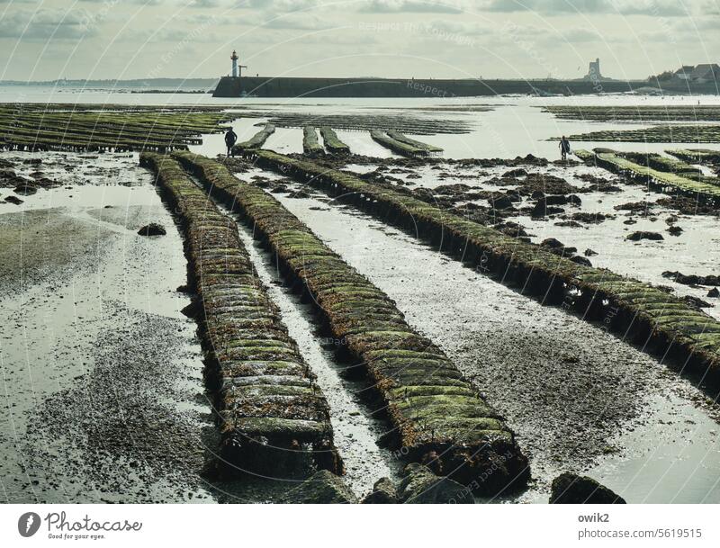 Oyster banking people labour silhouettes aquaculture Fishery Seafood tide-dependent Workplace Oyster beds drained Low tide Tide uncovered Ocean coast Beach