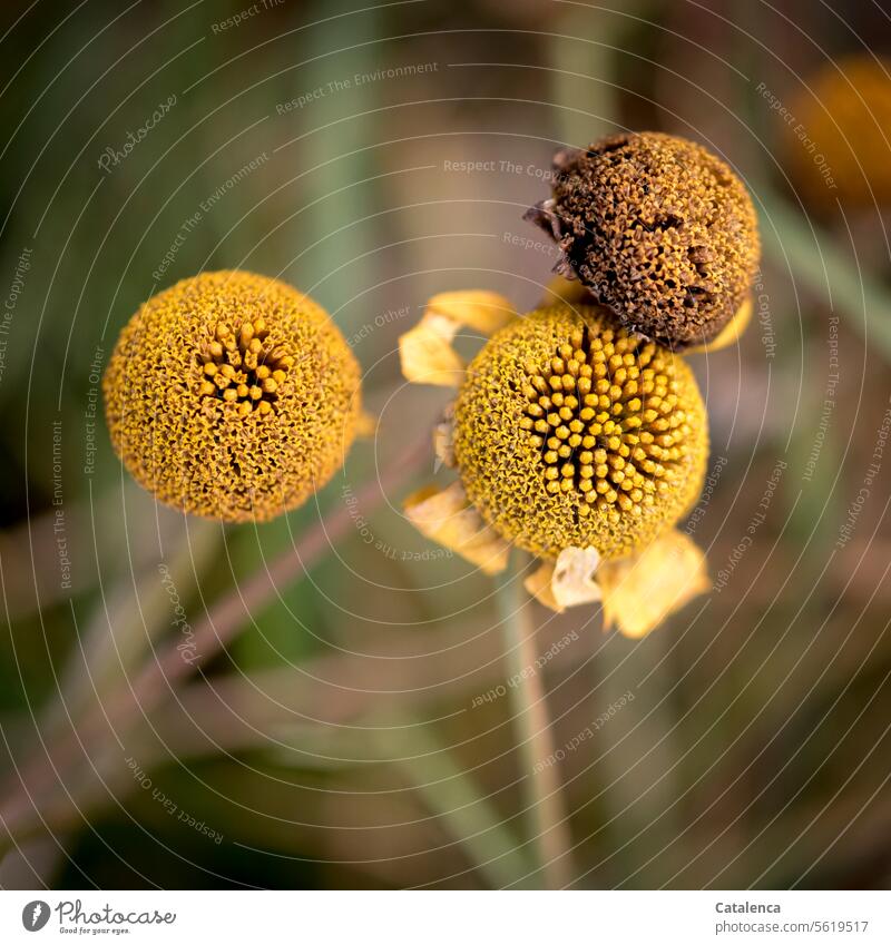 Dog days for the dog chamomile Change and transformation Transience Autumn Limp Day daylight aster species Dyer's dog chamomile composite Wild flowers Plant Dry