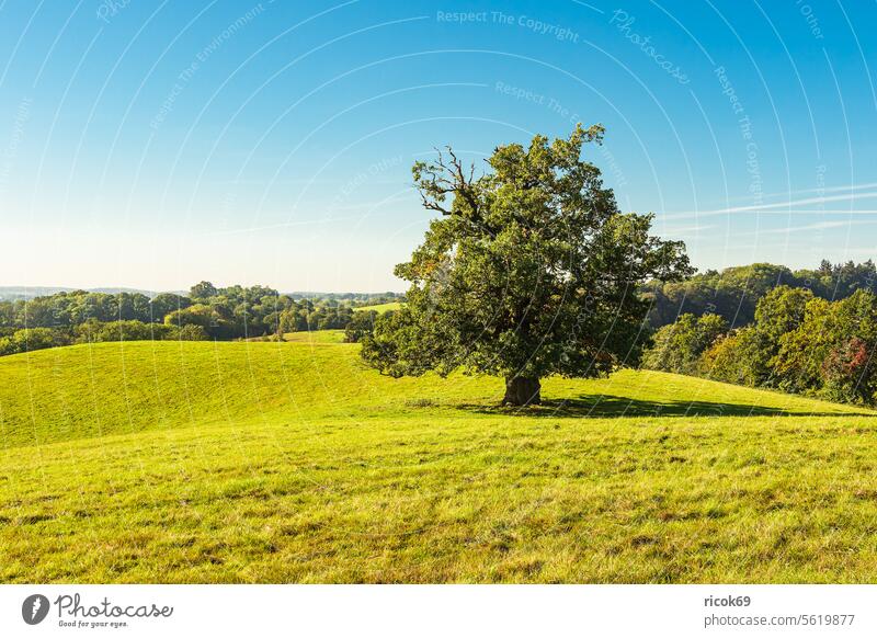 Landscape with paddock and trees near Hohen Demzin Field acre Goerzhausen Tree Mecklenburg-Western Pomerania Nature Autumn Agriculture Mecklenburg Switzerland