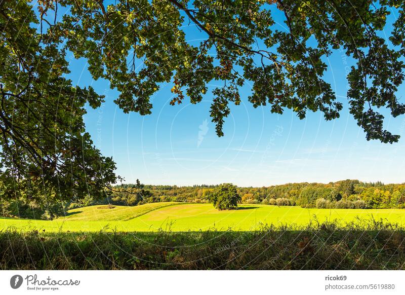 Landscape with paddock and trees near Hohen Demzin Field acre Goerzhausen Tree Mecklenburg-Western Pomerania Nature Autumn Agriculture Mecklenburg Switzerland