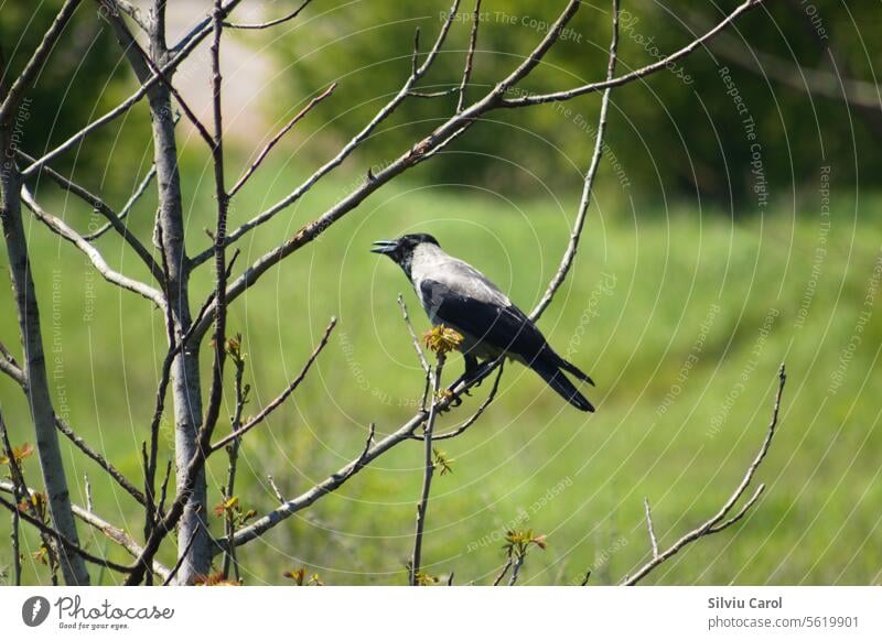 Closeup of a crow sitting on a leafless tree branch with selective focus on foreground bird winter nature wildlife flight black feather plant animal raven