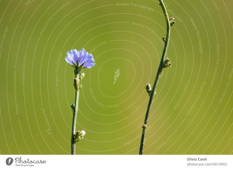 Closeup of common chicory flower with green blurred background plant blue nature asteraceae herb summer wild meadow field closeup purple natural flower petals