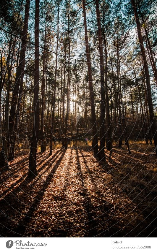 Shadows in the forest Freedom Nature Plant Earth Sky Sunrise Sunset Sunlight Autumn Beautiful weather Tree Grass Leaf Forest Wood Thin Blue Brown Colour photo