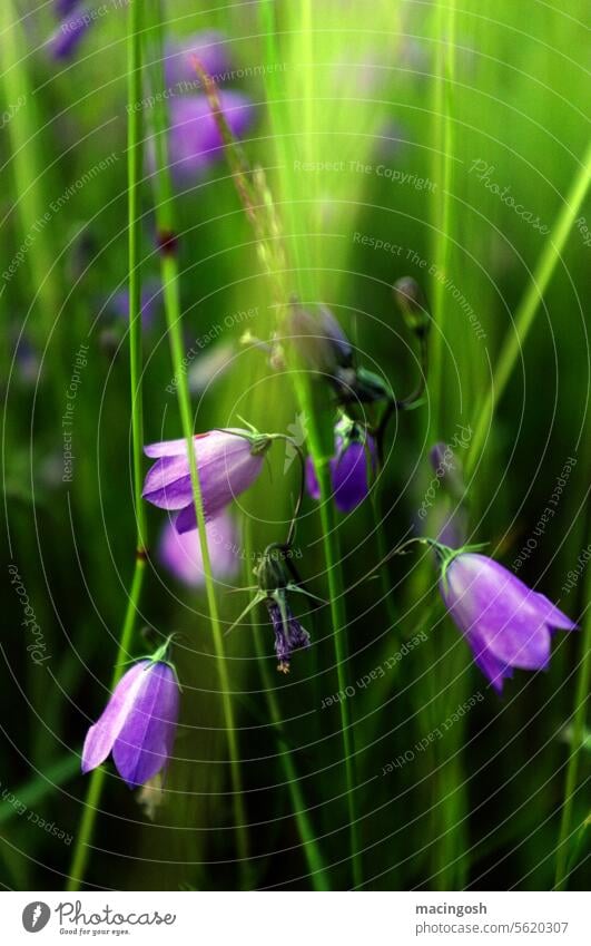 Close-up of bluebells in a meadow Bluebell Bellflowers Bellflower family Meadow Flower Summer Deserted pretty Blossoming Colour photo Nature Plant Exterior shot