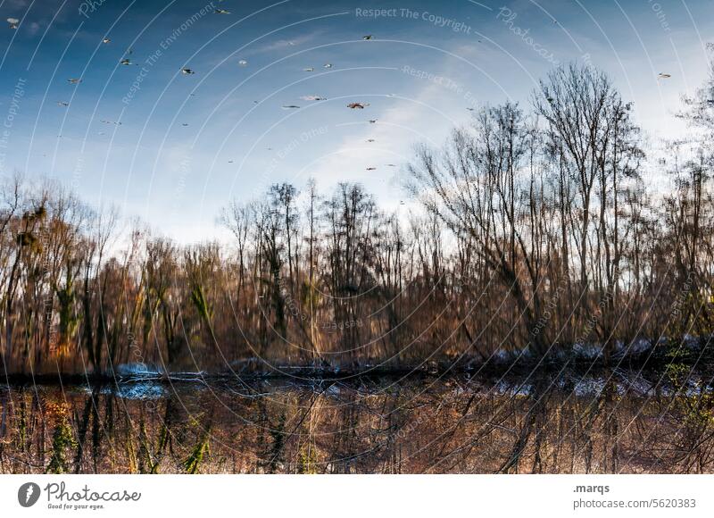 January at the lake Elements Environment Mysterious Sky Pond bank Beautiful weather Surface of water Water Lake Reflection Nature Idyll trees Relaxation