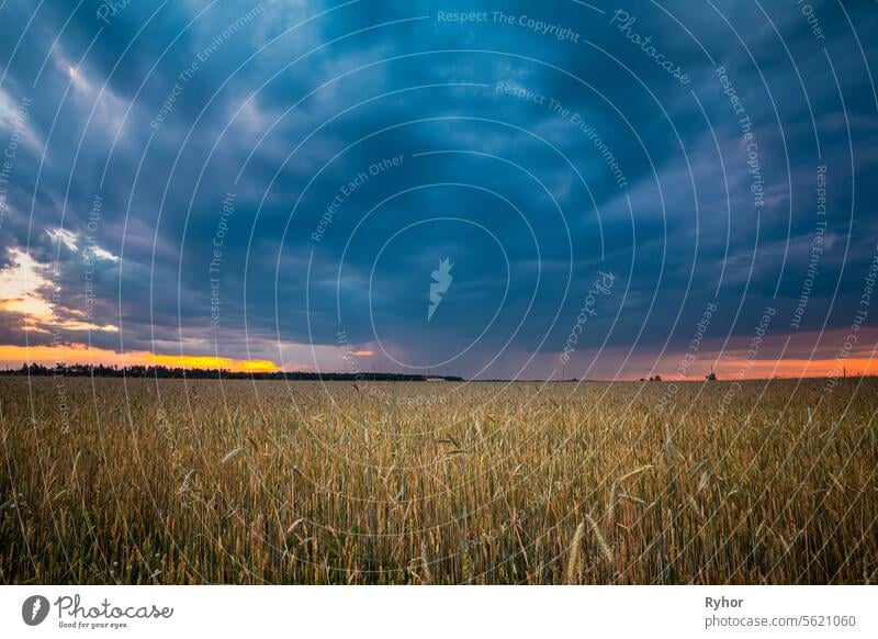 Summer Sunset Evening Above Countryside Rural Wheat Field Landscape. Scenic Dramatic Sky With Rain Clouds On Horizon. Agricultural And Weather Forecast Concept