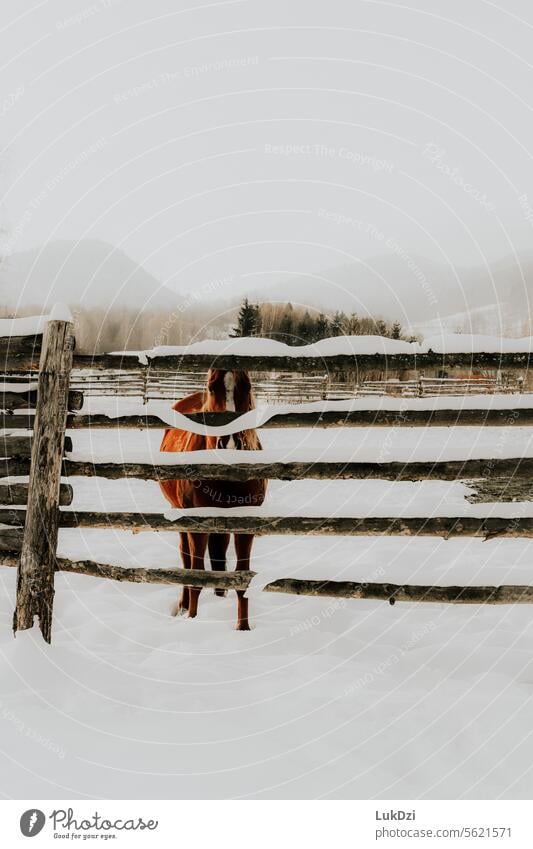 Brown horse on a snowy winter day behind a wooden fence wintertime Winter's day Winter mood Curiosity Love of animals Calm Horse breeding horse breed Nobody