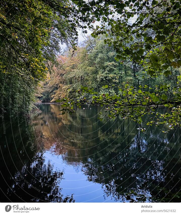 Autumnal forest lake with tree reflection leaves Autumnal colours Autumn leaves autumn mood Water Surface of water Waves Tree branches twigs Branches and twigs