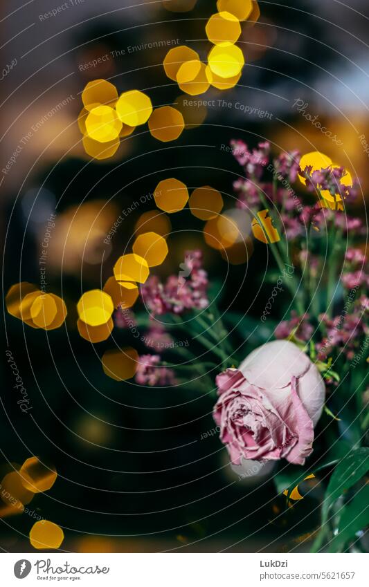 Close up photo of pink rose against blurred background filled with lights Still Life vanitas motif withered rose Decoration transient wilted flower Romance