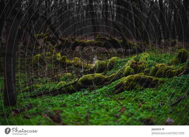 Roots on the forest floor Forest roots Nature Tree Environment Wood naturally Plant Green Growth Exterior shot Colour photo Deserted Branch Tree trunk Moss