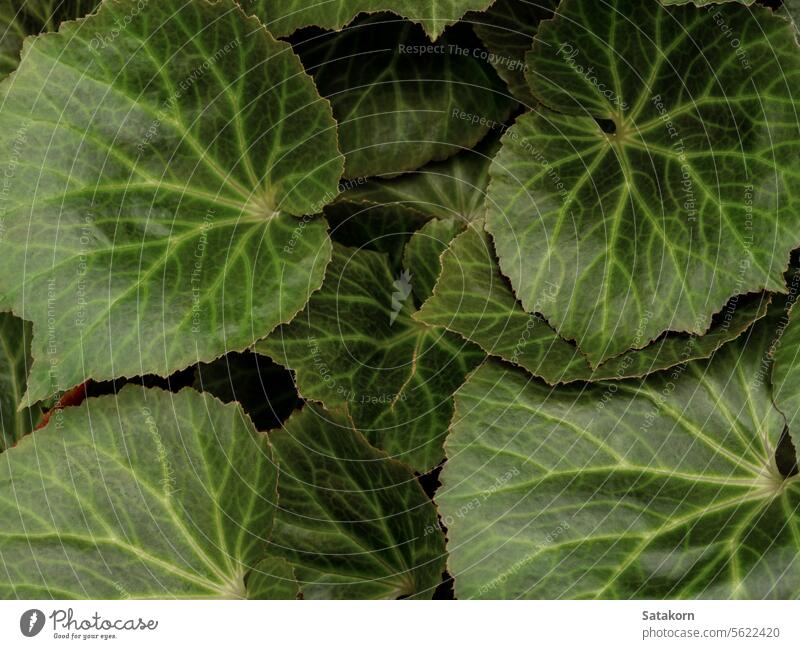 Surface texture of Begonia leaves as nature background begonia fresh garden foliage botany closeup natural botanical begoniaceae tropical outdoor gardening