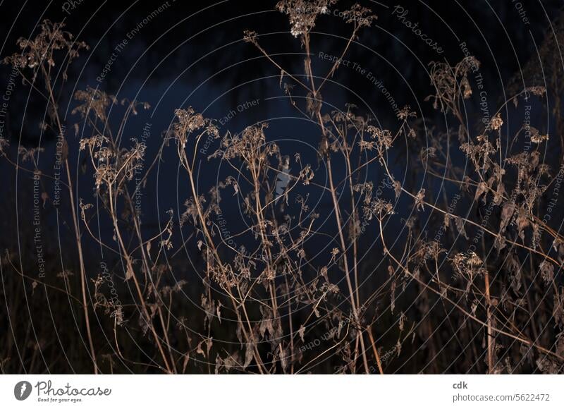 Dried grasses by the pond at dusk in fall/winter. wild plants Natural color naturally Nature native wild plants indigenous plants Wild plant Dry Shriveled Faded