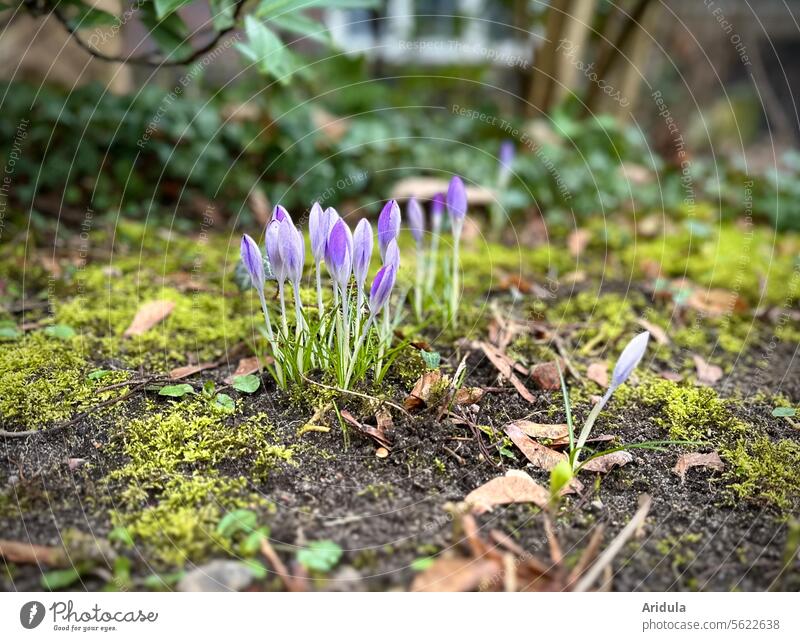 First crocuses in spring Crocus Plant Spring Flower Blossom Violet Garden Blossoming Spring flowering plant purple Earth Moss Garden Bed (Horticulture)