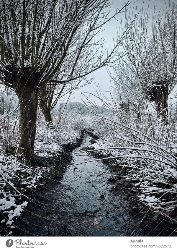 Willows by the stream in winter Willow tree graze Winter Brook Water Flow Snow Cold Nature Tree branches bank Landscape