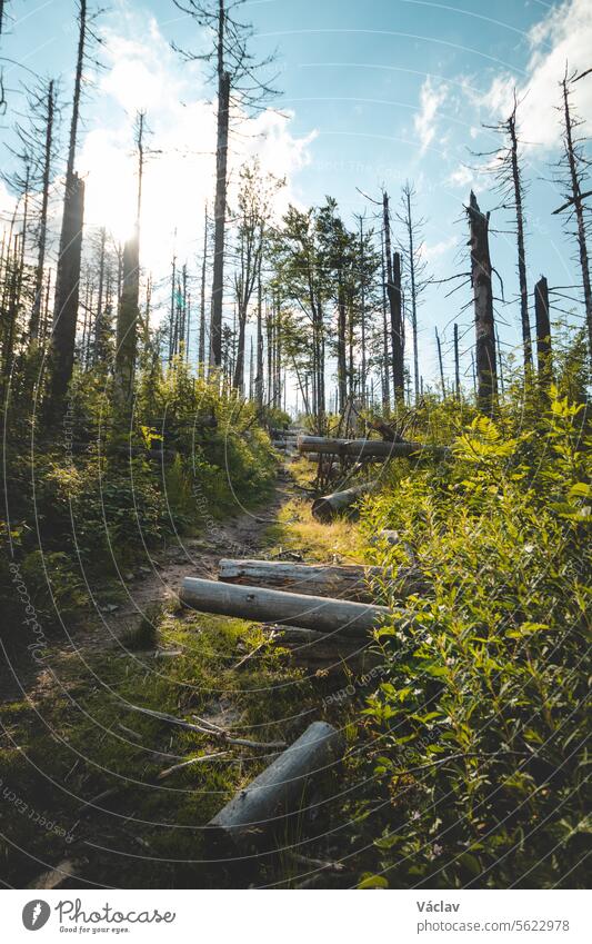 Forest path leading through coniferous trees with the sun shining through in Beskydy mountains, Czech Republic beskid mountains outside colourful sunshine