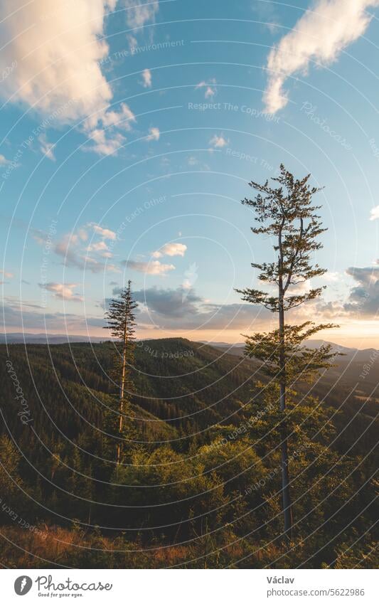 Wild untouched jungle illuminated by sunset in Beskydy mountains, Czech Republic. Hiking and exploring lifestyle beskid mountains outside colourful sunshine