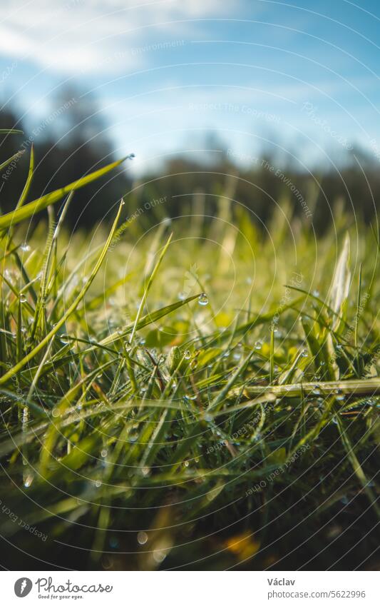 Close-up of grass blades with water droplets during morning dew in Beskydy mountains, Czech Republic. Water transforming into life growth herb lawn purity wet