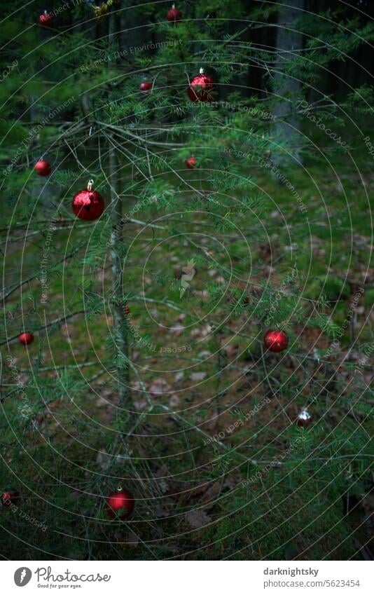 Christmas tree with red baubles in a forest Christmas & Advent Christmas decoration Decoration Christmassy fir tree Christmas mood Christmas tree decorations