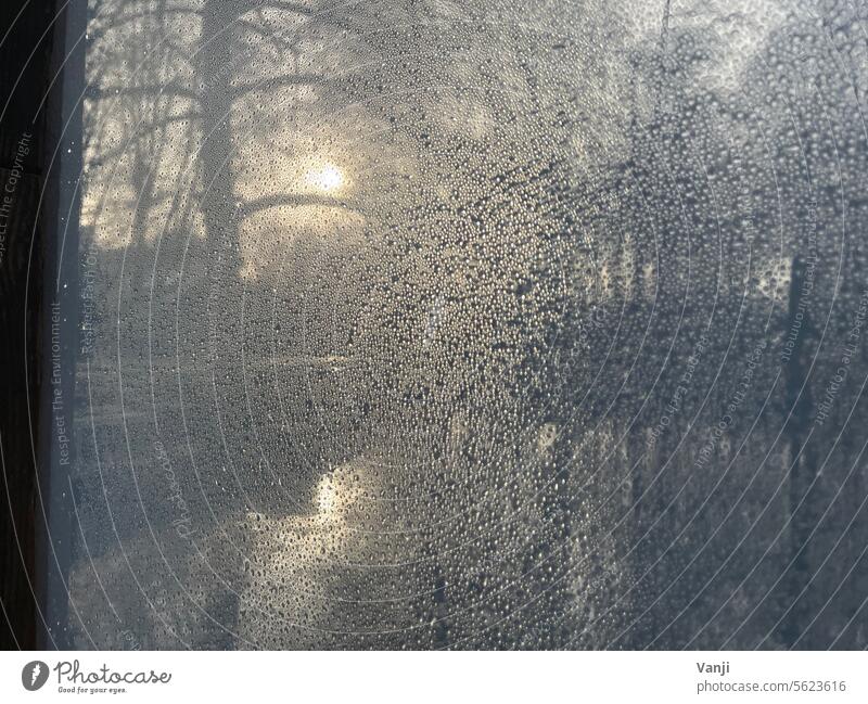 Unclear view of a sunset winter landscape Winter Winter mood Winter's day Cold chill Nature Weather Frost Exterior shot Deserted Winter walk White trees Tree