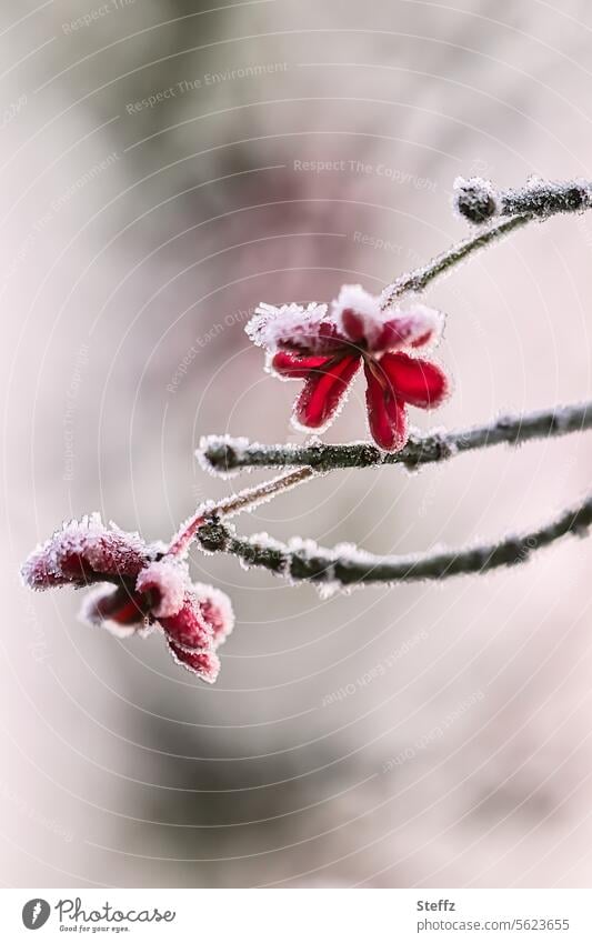 Peony in winter Common spindle Hoar frost Frost chill Ice Robin Bread Red Birdseed ice edge Freeze Frozen Cold December White winter cold Weather Fine Climate