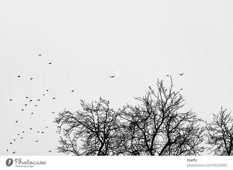 Birds in the gray winter sky birds Flight of the birds grey sky Birds fly Sky Gray Gloomy Air Winter birds bird migration Flock Flying Flock of birds