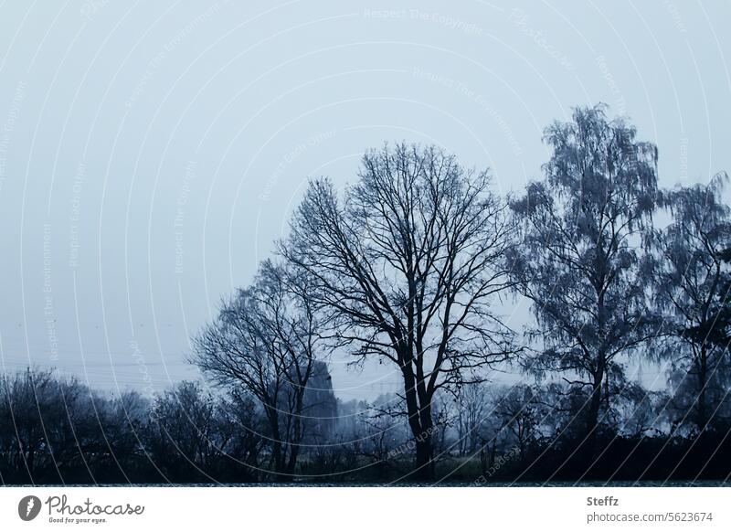 Dark winter days trees Winter's day dark light Dark coloring Cold somber Bluish winter landscape winter trees snowless chill blue hour Dreamily Calm