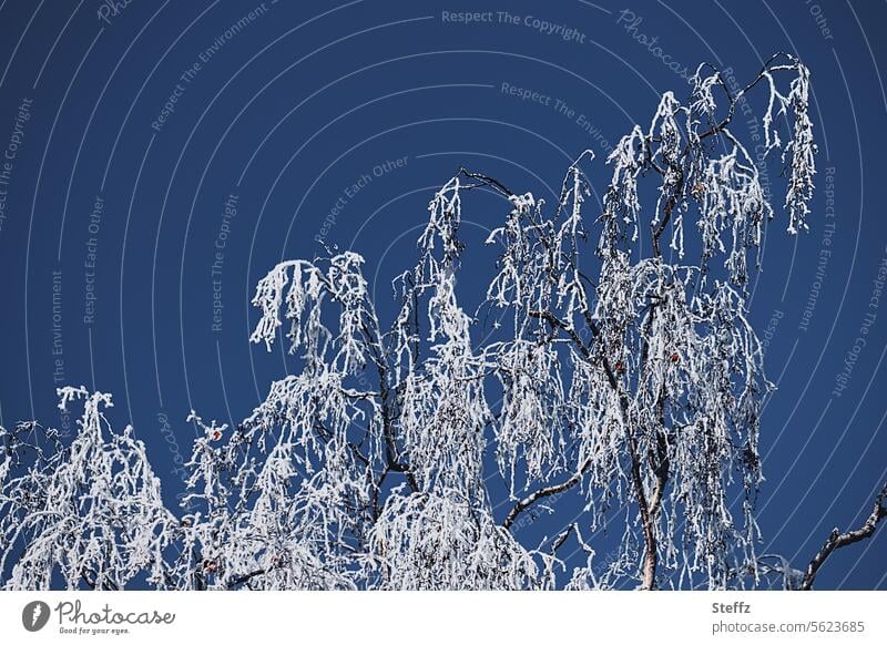 a birch all in white Birch tree Hoar frost Frost Hoarfrost covered branches twigs chill December Winter magic December frost Frozen birch twigs Birch branches