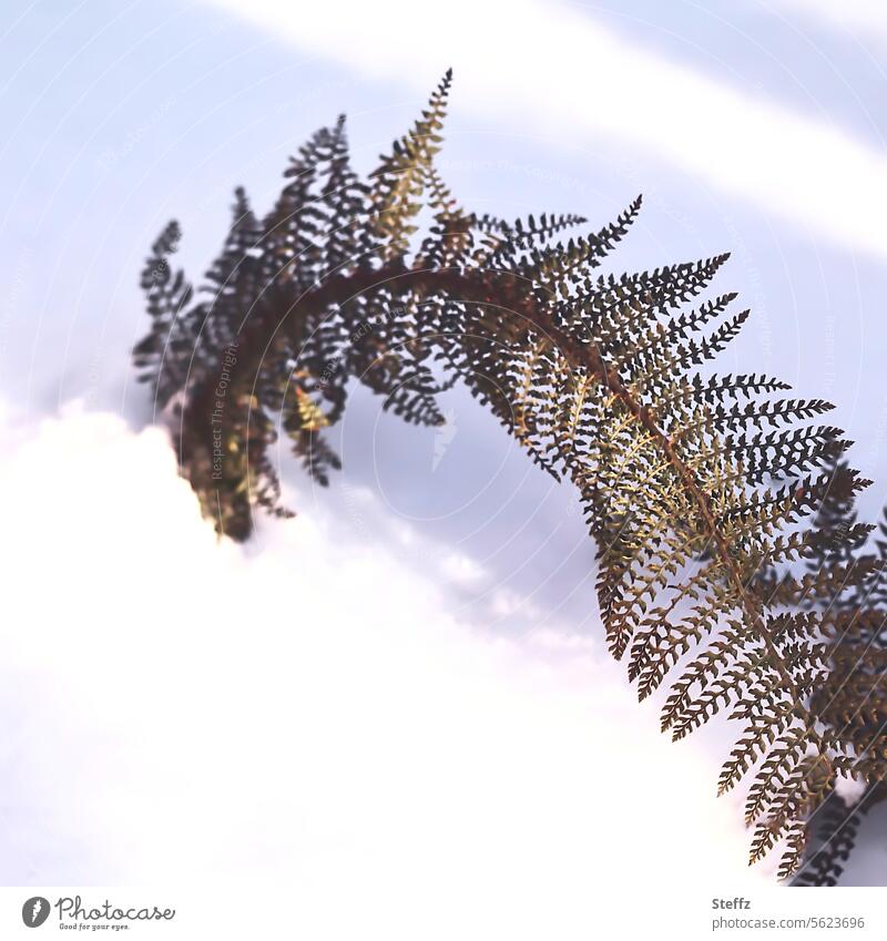 Fern in the snow on a beautiful winter's day Snow Snow layer Light fern frond Fern leaf beautiful winter weather Warm light snowy snowbound submerged