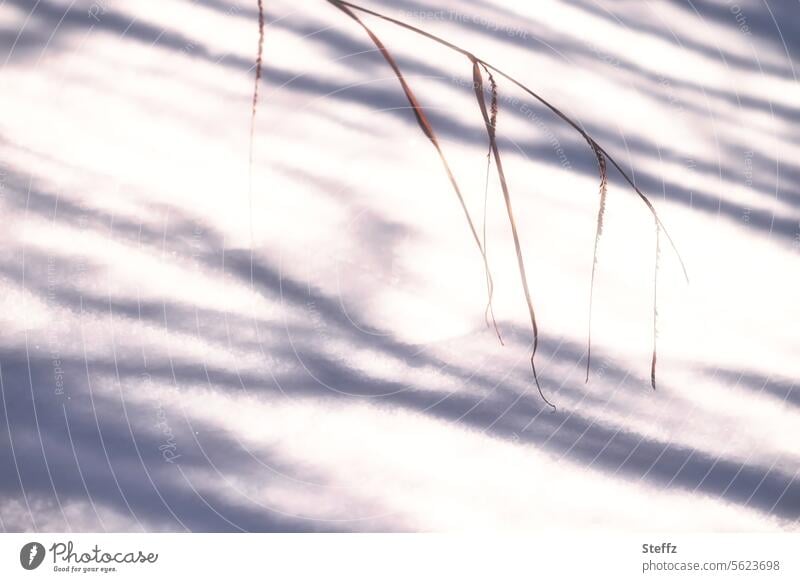 Winter atmosphere with light and shade in the garden Snow layer snow-covered Light Winter sun in the snow Illuminating winter chill Light and shadow