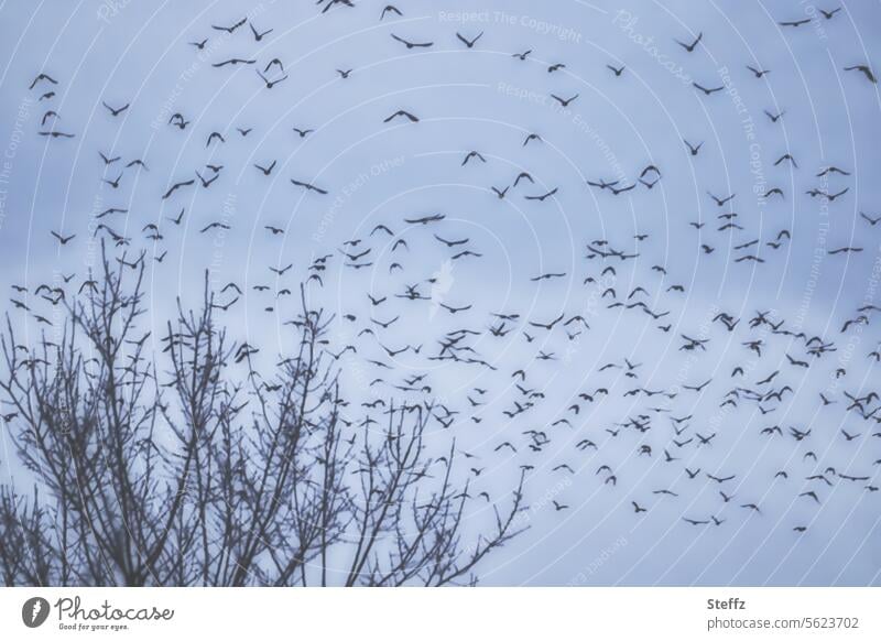 Flock of birds in the winter sky Flight of the birds Birds fly Blue Sky Flying Winter's day Many Free Air blue hour bird migration Winter sky Treetops branches