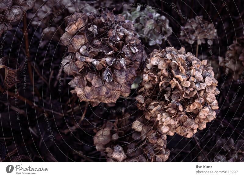 Hydrangeas in winter Hydrangea blossom Winter Faded Pink Nature Plant Garden Transience Exterior shot Detail Blossom Close-up Flower