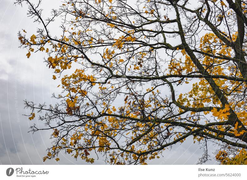 Tree with yellow leaves Yellow Autumnal Autumn leaves Autumnal colours Nature autumn mood Seasons foliage autumn colours Transience Leaf Exterior shot