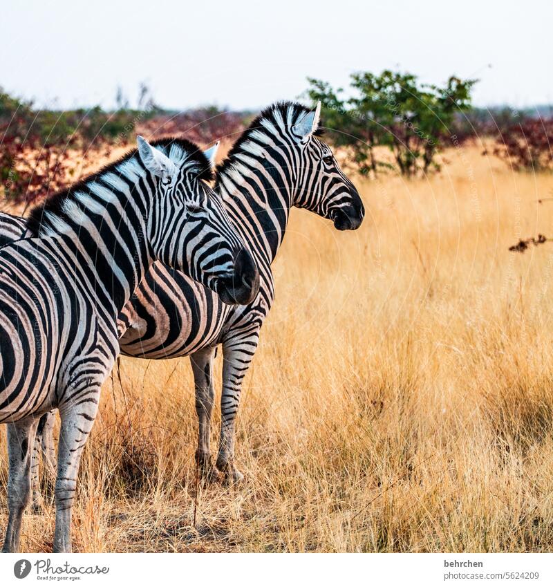 Together you're less alone etosha national park Etosha Etosha pan Exceptional Animal portrait Fantastic Wild animal Free Wilderness Zebra Safari travel