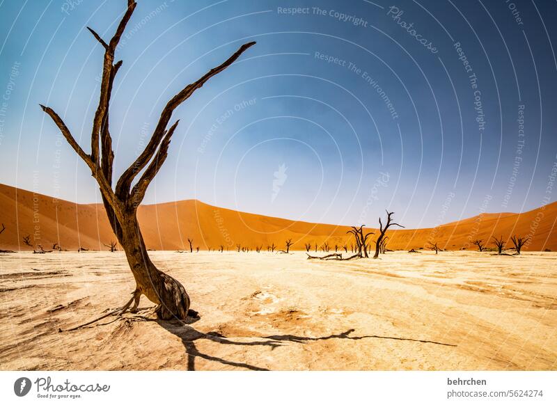 Lived Sossusvlei Sesriem Sand Desert Africa Namibia Far-off places Wanderlust Longing travel Colour photo Loneliness Nature Vacation & Travel Landscape