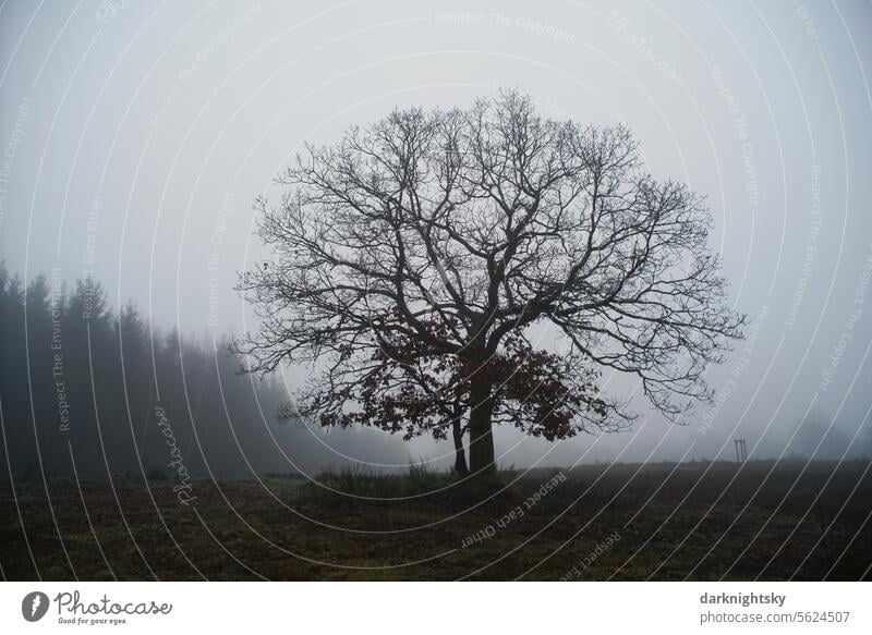 Fog and winter in the heath with Quercus robur Autumn afar Near Colour photo Deserted Landscape trees Exterior shot Environment Forest Nature Plant Green