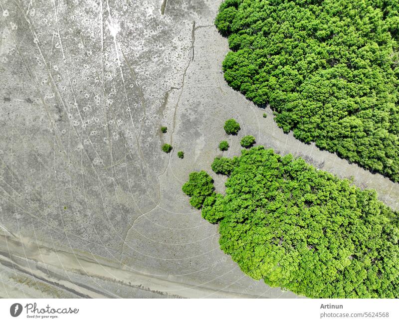 Green mangrove forest with morning sunlight. Mangrove ecosystem. Natural carbon sinks. Mangroves capture CO2 from the atmosphere. Blue carbon ecosystems. Mangroves absorb carbon dioxide emissions.