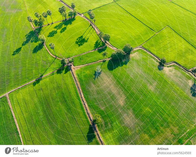 Aerial view of green rice field with trees in Thailand. Above view of agricultural field. Rice plants. Natural pattern of green rice farm. Beauty in nature. Sustainable agriculture. Carbon neutrality.