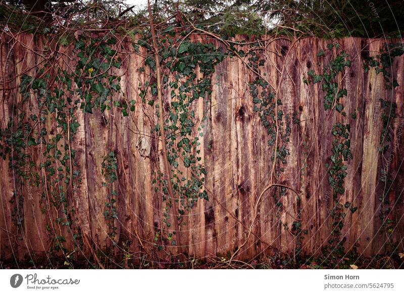 Wooden privacy screen overgrown with green plants Fence Wooden fence Wall (building) Wooden wall Overgrown Screening covert Hidden Growth greening Facade