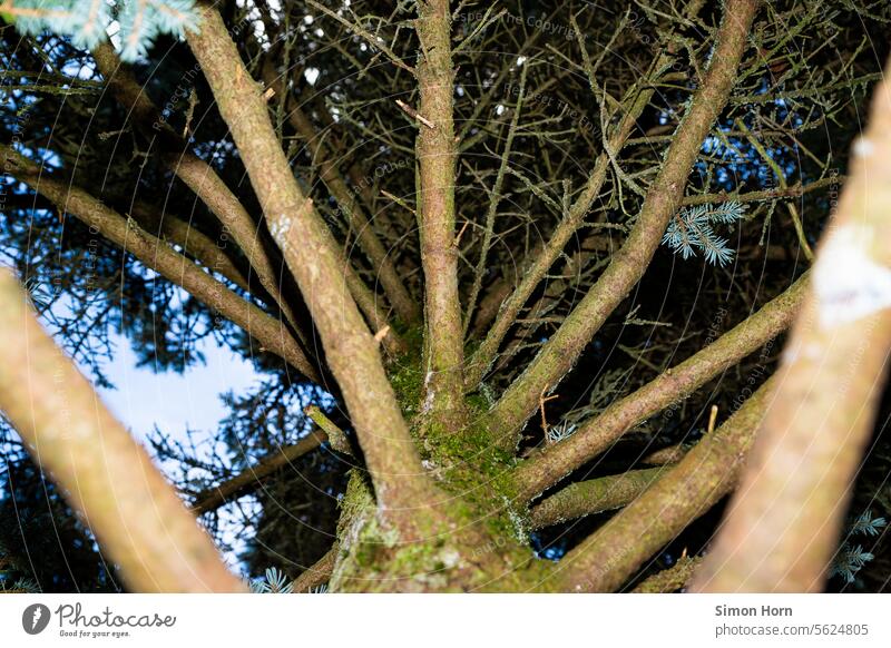 climbing tree Tree branches Treetop Climbing tree ramified Branched Nature upstairs Worm's-eye view Sky Twigs and branches Forest Children's game Growth