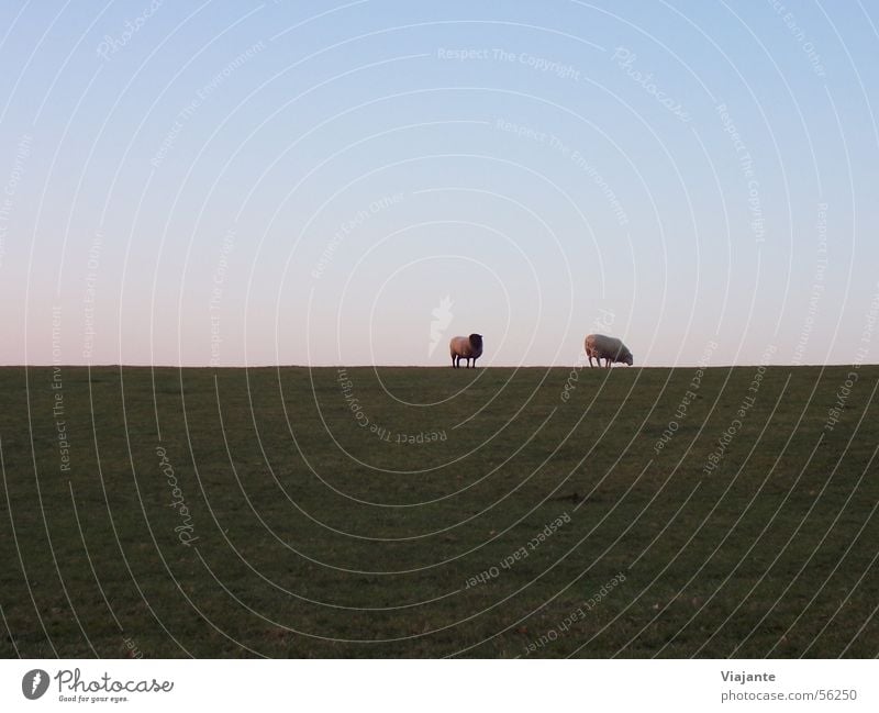 horizon sheep Calm Agriculture Forestry Nature Landscape Animal Sky Horizon Meadow Coast Farm animal Pair of animals Blue Green Sheep Sunset Germany