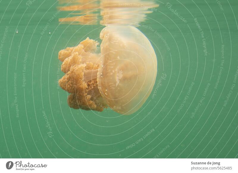 Detailed image of a jellyfish in blue-green water. The jellyfish is swimming at the surface of the sea, showing light from above with a reflection on the water.